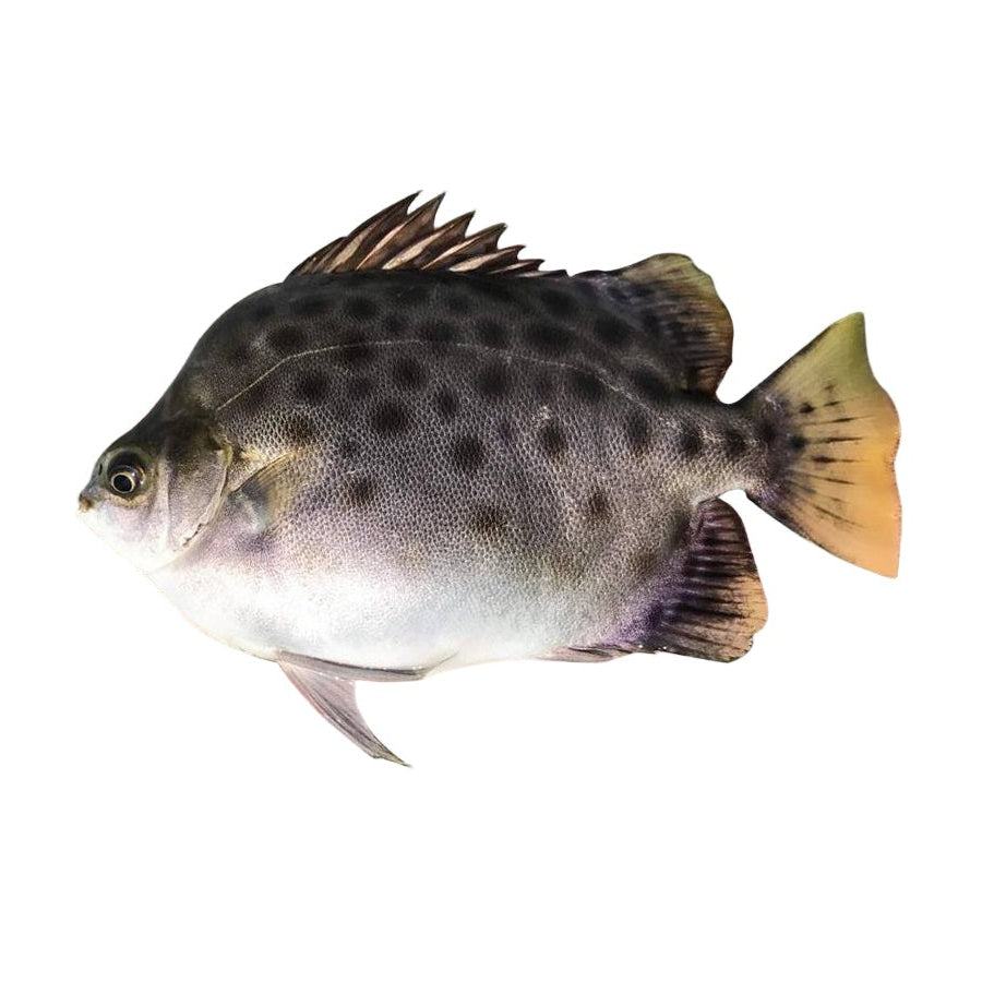 Cá Nâu (lb) | Scatophagus Argus