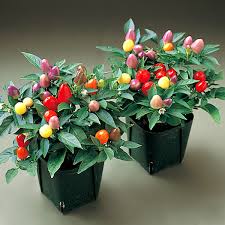 Ớt Cây | Chili Plant