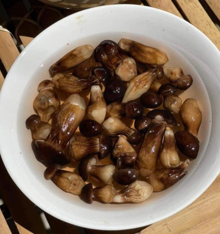 Nấm Mối Sấy Lạnh | Freeze Dried Black Termitomyces Heim 50g