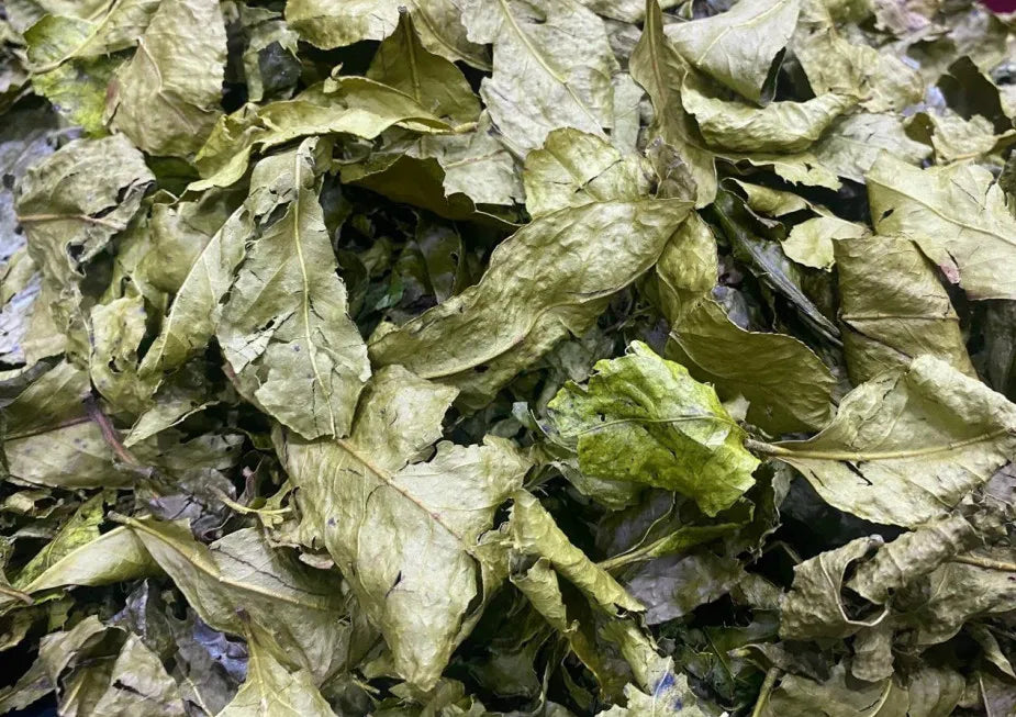 Chè Truồi Ấn Lĩnh | Grreen Tea Bancha