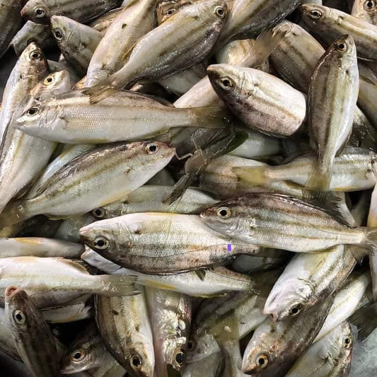 Cá Ong 500g | Terapon Jarbua