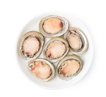 Bào Ngư Viền Xanh Úc | Yumbah Greenlip Abalone