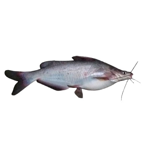 Cá Ngạnh Trứng 500g | Bagridae