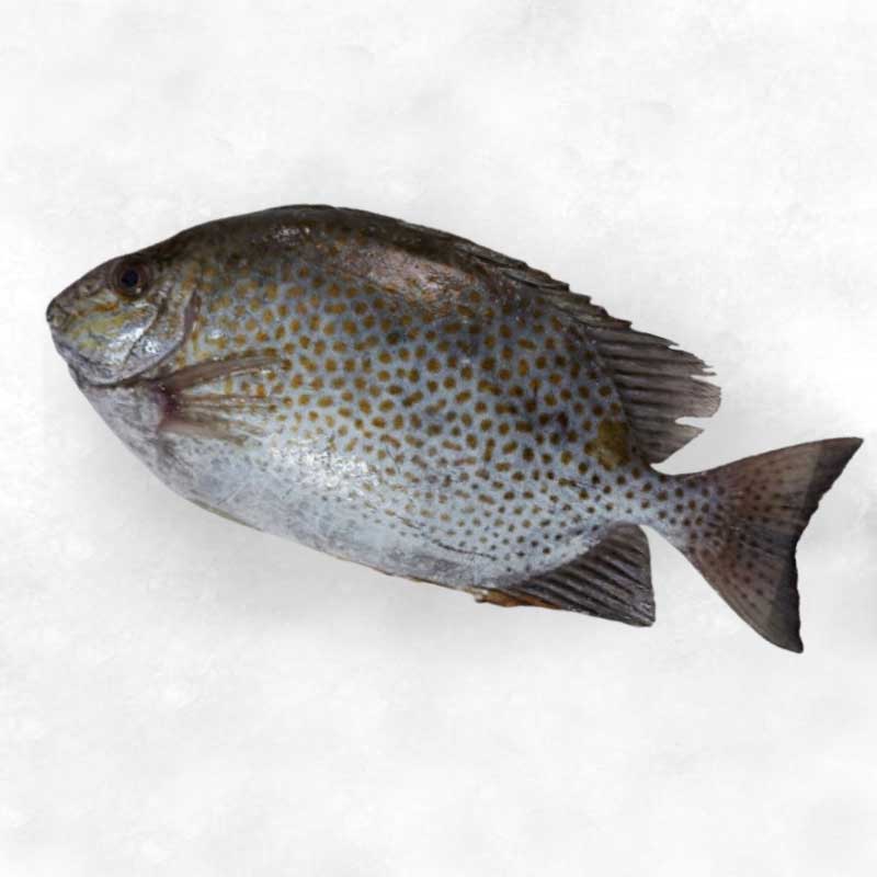 Cá Dìa | Frozen Rabbitfish