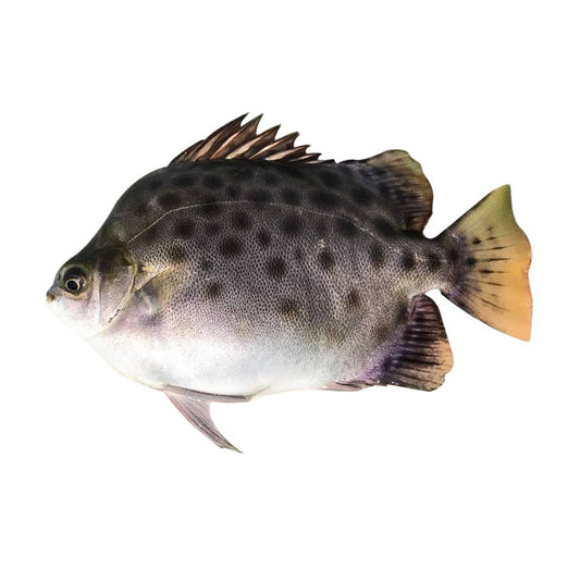 Cá Nâu (lb) | Scatophagus Argus