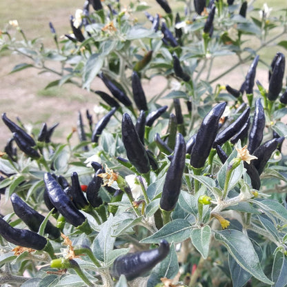 Ớt Cây | Chili Plant